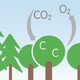 Aperçu carbone et forêt