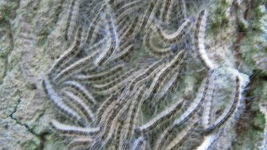 Chenilles processionnaires