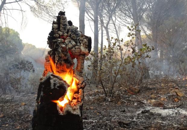 Incendie Gonfaron 2021 - Anthony Cubaye © CNPF