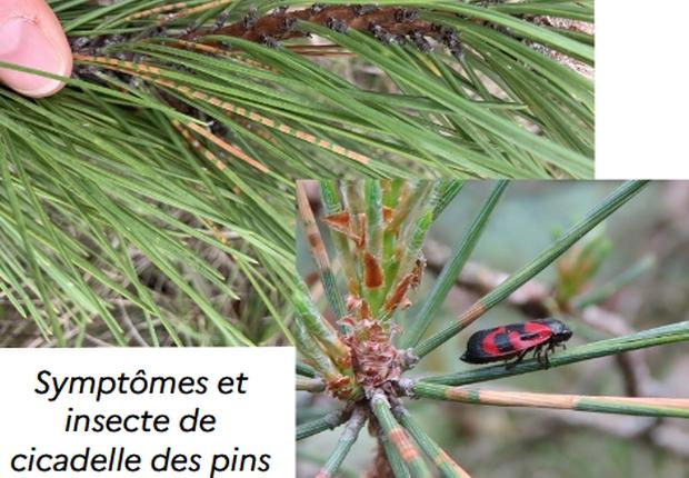 Bilan DSF Centre 2025